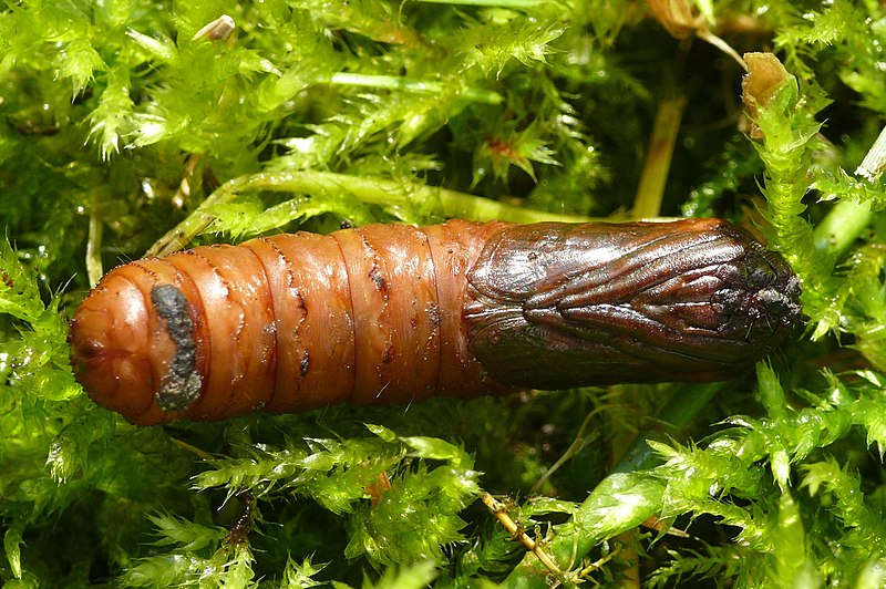 File:Triodia sylvina - pupa female 02 (HS).JPG