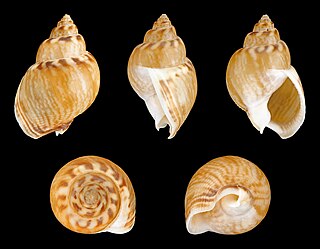 <i>Tritia mutabilis</i> species of mollusc