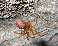 August 18: A female Trogloraptor marchingtoni spider, whose species, genus and family were named after citizen scientist Neil Marchington.