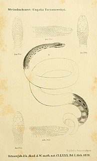 <i>Tropidophis taczanowskyi</i> Species of snake