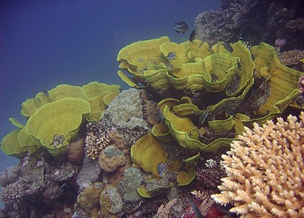 Turbinaria mesenterina coral, Great Barrier Reef