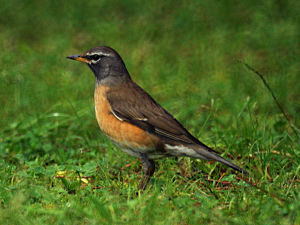 Turdus obscurus.jpg