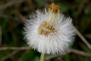 Мать-и-мачеха (Tussilago farfara), краткое описане