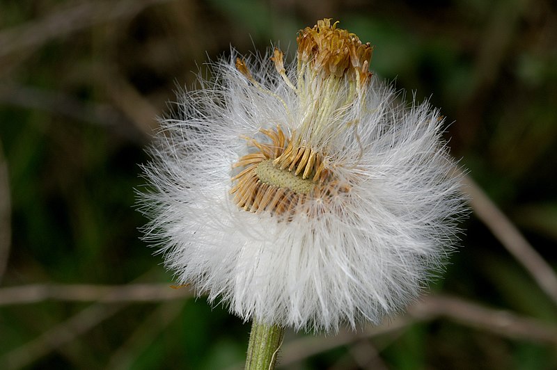 File:Tussilago-farfara 0018 a.jpg