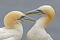 Image 26 Northern gannets More selected pictures