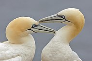 Northern gannet Two Gannets edit 2.jpg