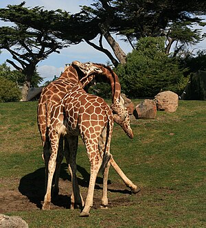 Two male giraffes are necking in San Francisco Zoo.jpg