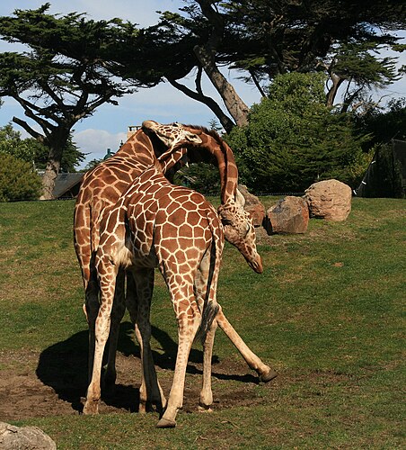 Два самца сетчатого жирафа (Giraffa camelopardalis reticulata) в ритуальном поединке за самку