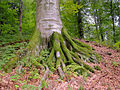 Oude beuk met bovenaardse worteltakken in het beschermde bergmassief Oeholka-Sjyroky.