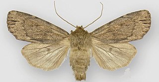 <i>Ufeus satyricus</i> species of insect