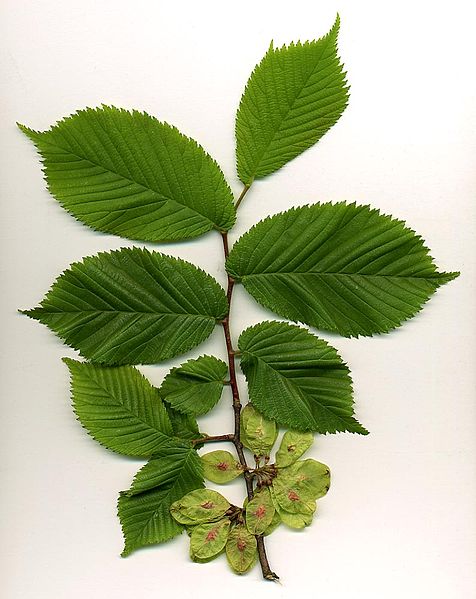 File:Ulmus glabra.jpg