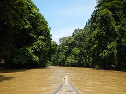 Uzun kuyruklu bir tekneden Ulu Muda Ormanı. JPG