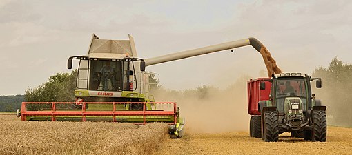 Combine harvester threshes the wheat, crushes the chaff, then blows chaff across the field, and loads the threshed wheat onto a tractor trailer.