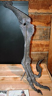<i>Utahraptor</i> genus of reptiles (fossil)