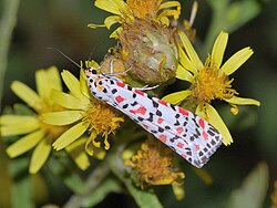 Utetheisa pulchella on Dittrichia viscosa 1. 
 JPG