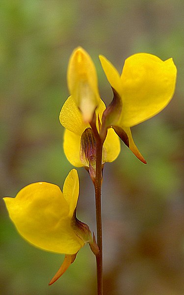 File:Utricularia juncea Vahl (8178568434).jpg