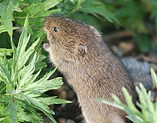 Le campagnol, la toundra (microtus oeconomus) (9-4-08) gambell, ak -2 (2834490753) .jpg