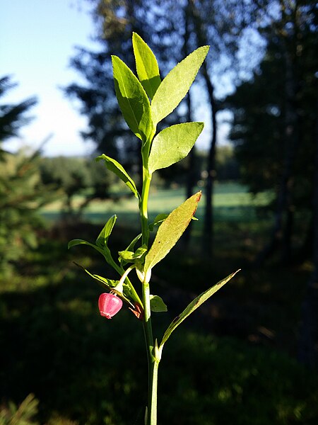 File:Vaccinium myrtillus sl10.jpg