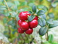 Il mirtillo rosso o uva di monte (V.vitis-ideae) assomiglia all'uva ursina, con cui non va confuso