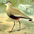 Vanellus gregarius