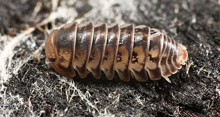 Armadillidae