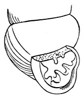 Illustration of the opening of the shell of a Vertigo ovata land snail, or ovate vertigo Vertigo ovata aperture.jpg