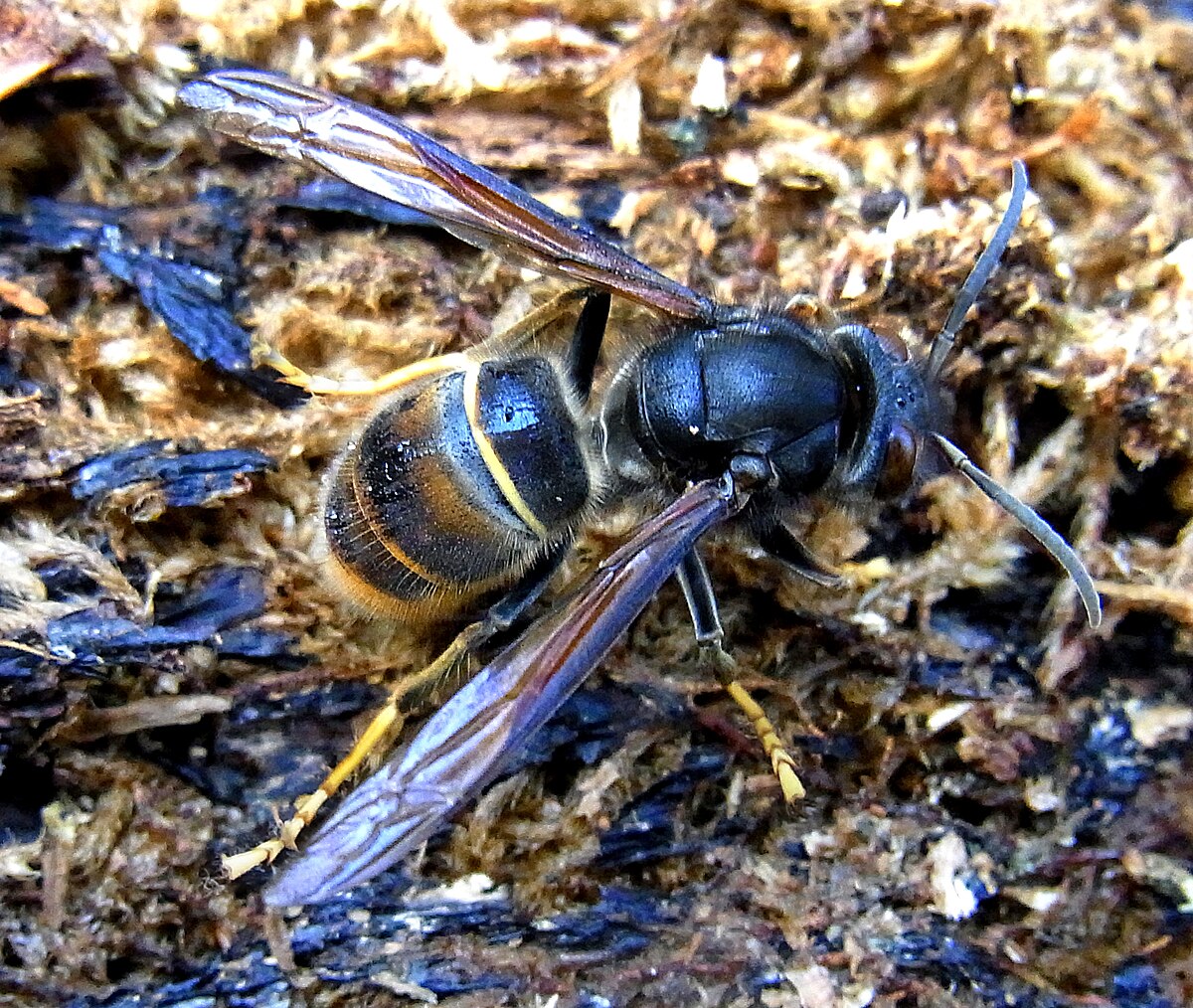 ツマアカスズメバチ Wikipedia