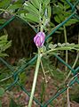 Vicia angustifolia3.jpg