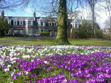 Victoria Park, crocuses