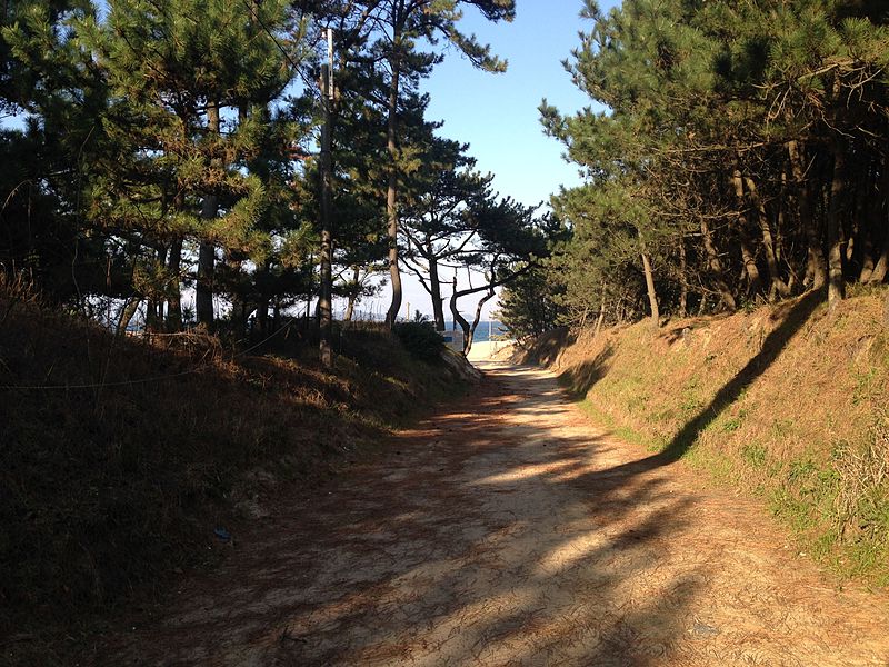 File:View of Genkai Sea from Tate Pine Grove.JPG