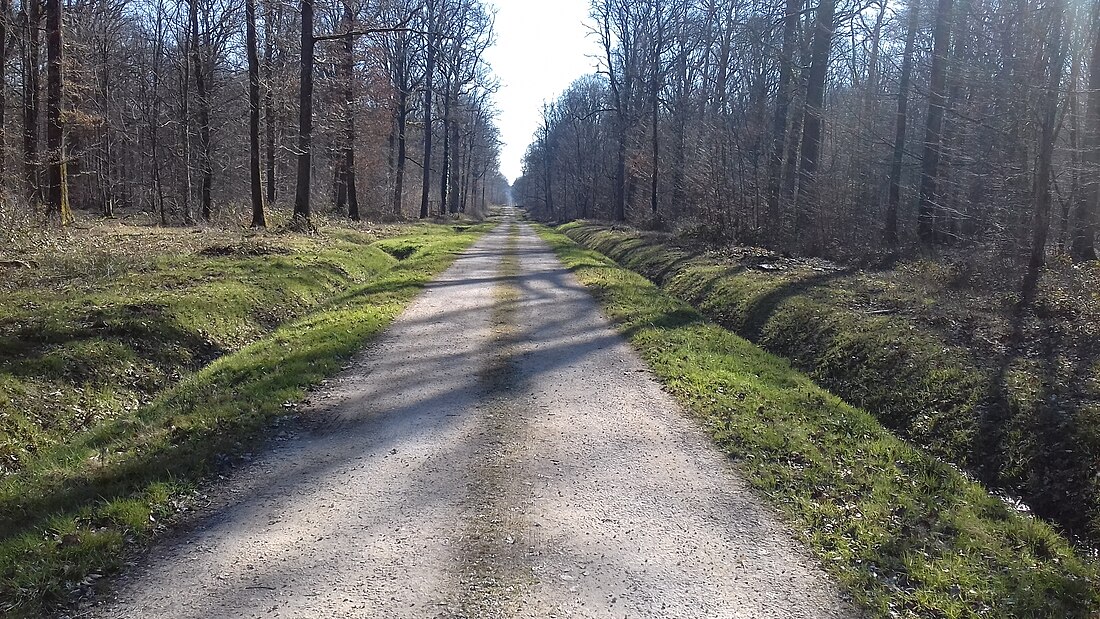 Forêt de Villefermoy