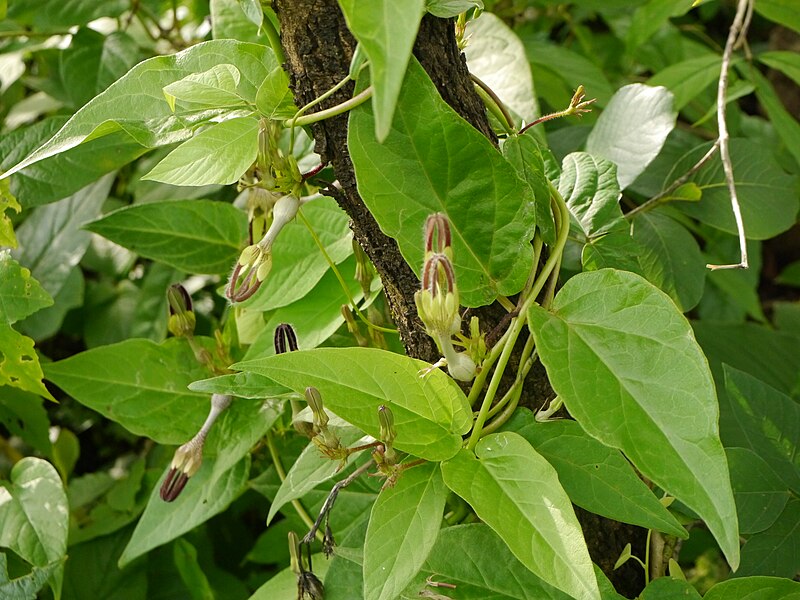 File:Vinca-leaved Ceropegia (28508541333).jpg