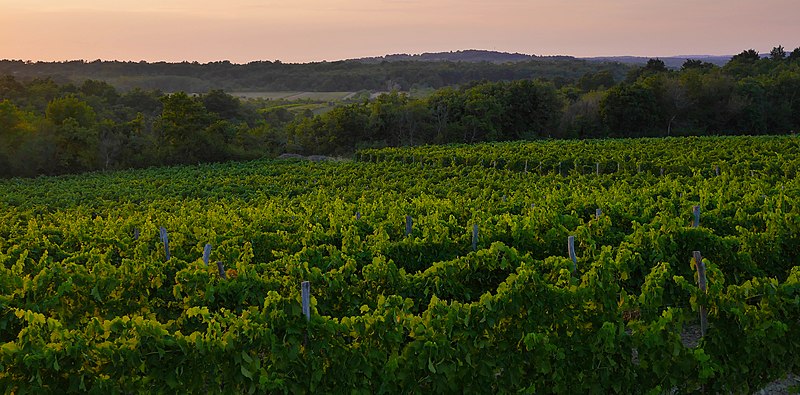File:Vineyards of Istria (Croatia).jpg