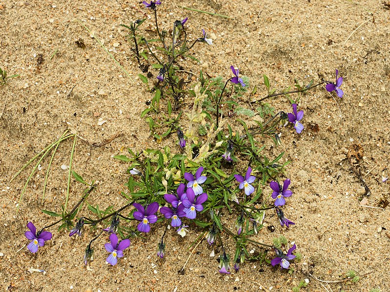 File:Viola curtisii (plant).jpg