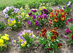 Parterre de multiples variétés de pensées cultivées (Viola ×wittrockiana)