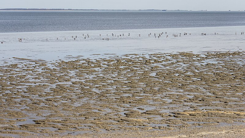 File:Waddenzee achter de zeedijk bij Paesens-Moddergat. 04-04-2023. (actm.) 06.jpg