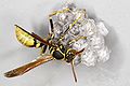 A Western Paper Wasp Mischocyttarus flavitarsis