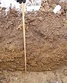Den lodrette side af 80 cm dyb udgravning gennem muld øverst og ned i forvitret moræneler (det hvide allerøverst er sne); nederst ses udgravningens vandrette bund.