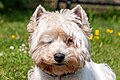 * Nomination 15-year-old West Highland White Terrier --BigDom 08:14, 13 May 2024 (UTC) * Promotion  Support Good quality. --AuHaidhausen 20:30, 13 May 2024 (UTC)