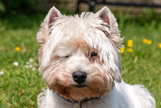 Portrait of a Westie