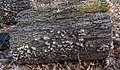 * Nomination Fungus on rotten log at West Neck Creek Natural Area --PumpkinSky 23:25, 27 January 2018 (UTC) * Promotion Good quality. --Jacek Halicki 23:46, 27 January 2018 (UTC)