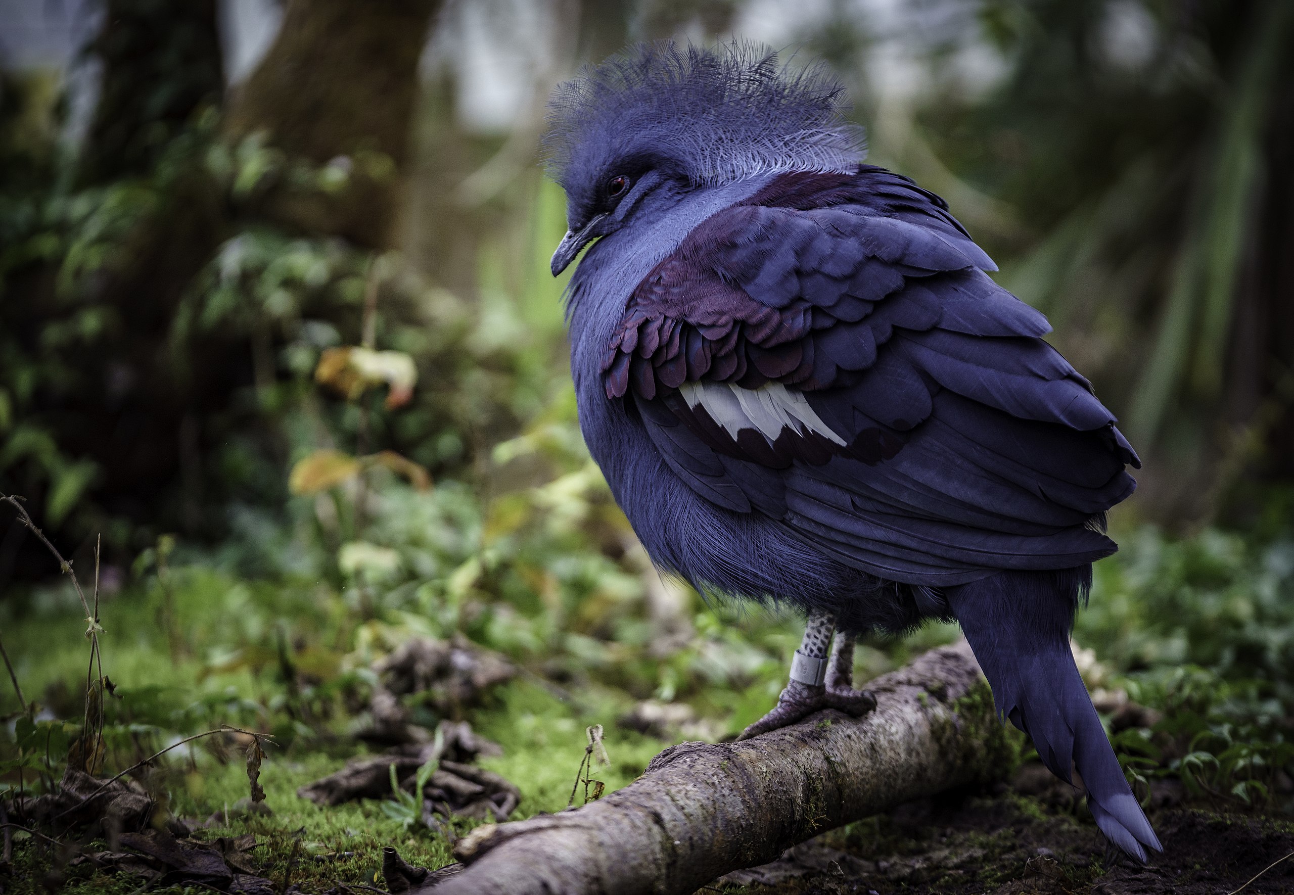 Blue Crowned Pigeon  African Safari Wildlife Park - Port Clinton, OH