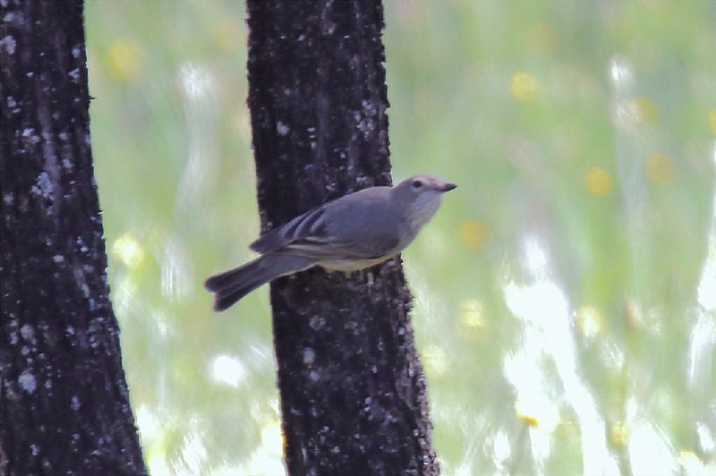 File:Western Gerygone (Gerygone fusca) (31364989766).jpg