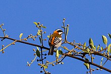 Western Spindalis (Spindalis zena pretrei) männlich 2.JPG