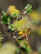 Westliche Honigbiene, Apis mellifera auf Weidenkätzchen, Salix 06.JPG