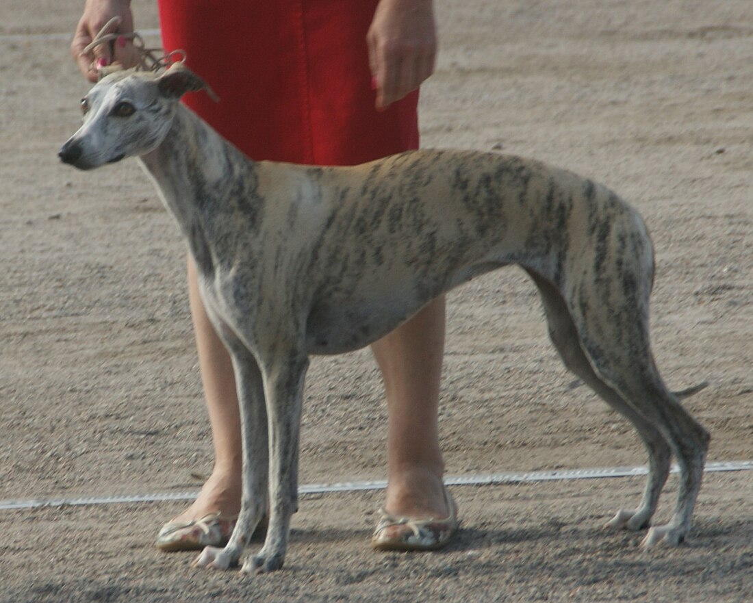 Whippet