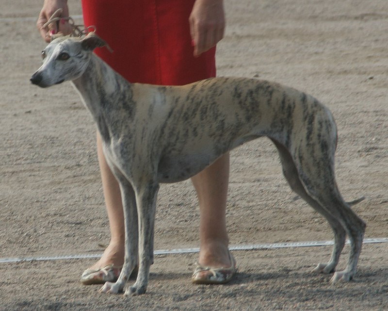 greyhound full grown