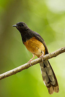 Magpie-robin Genus of birds