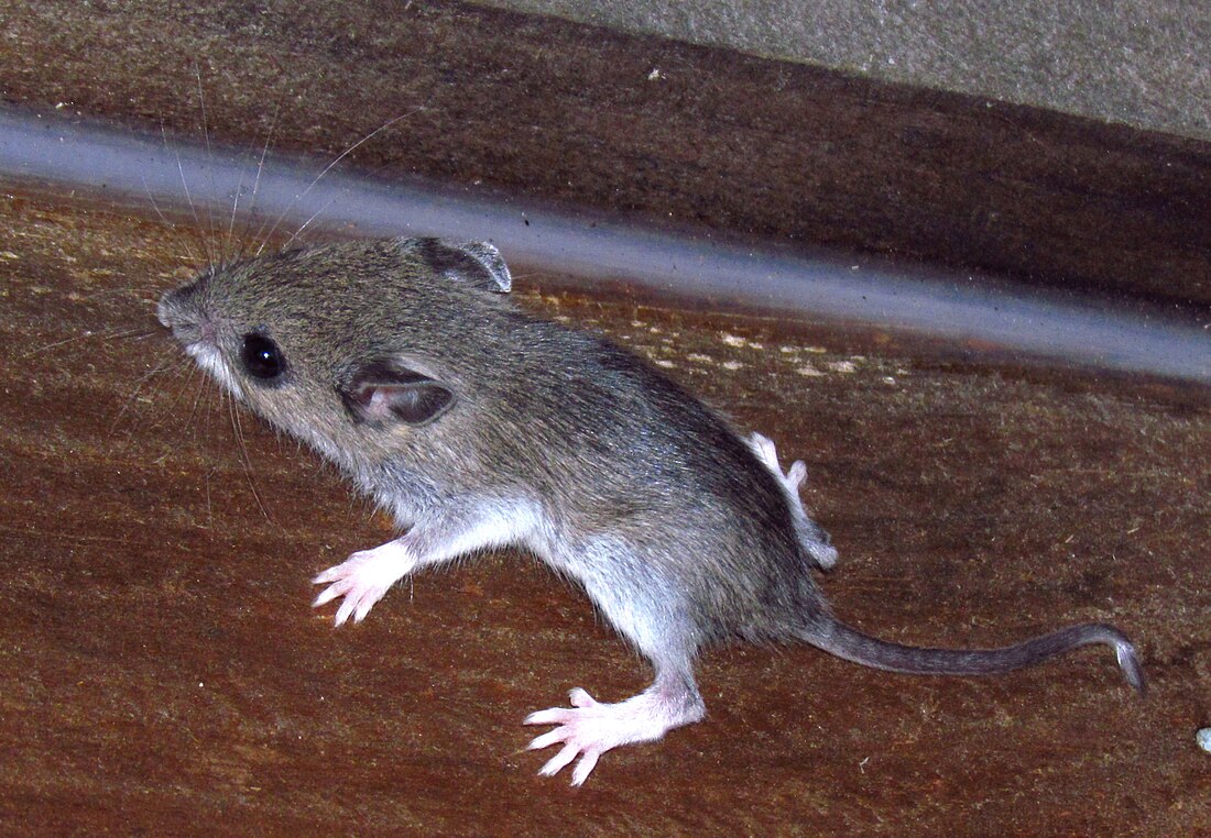 Peromyscus leucopus