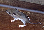 Thumbnail for White-footed mouse